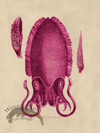 Octopus Pink 11